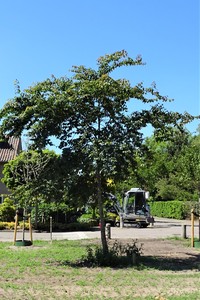 Ulmus uyematsui