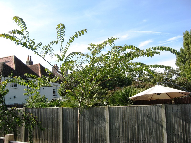 Ulmus uyematsui photo 3