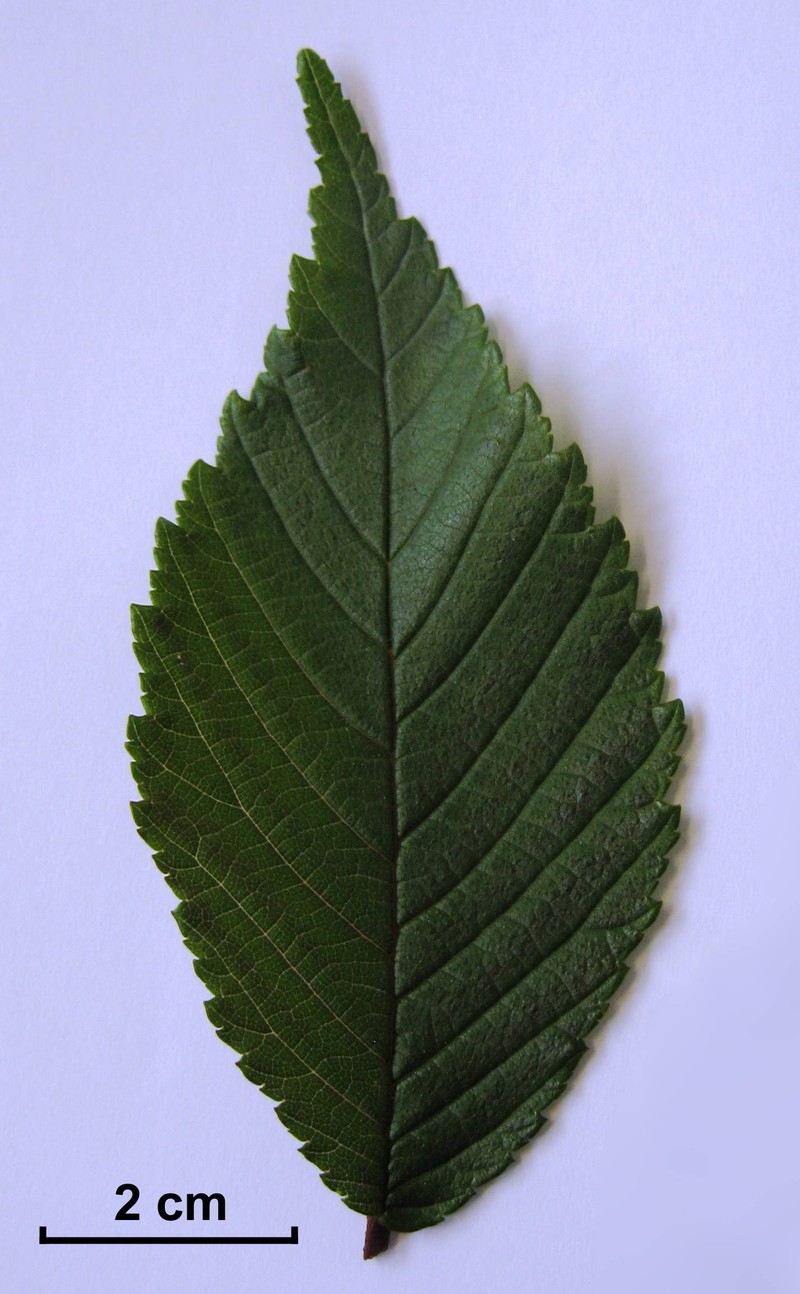 Ulmus uyematsui photo 4