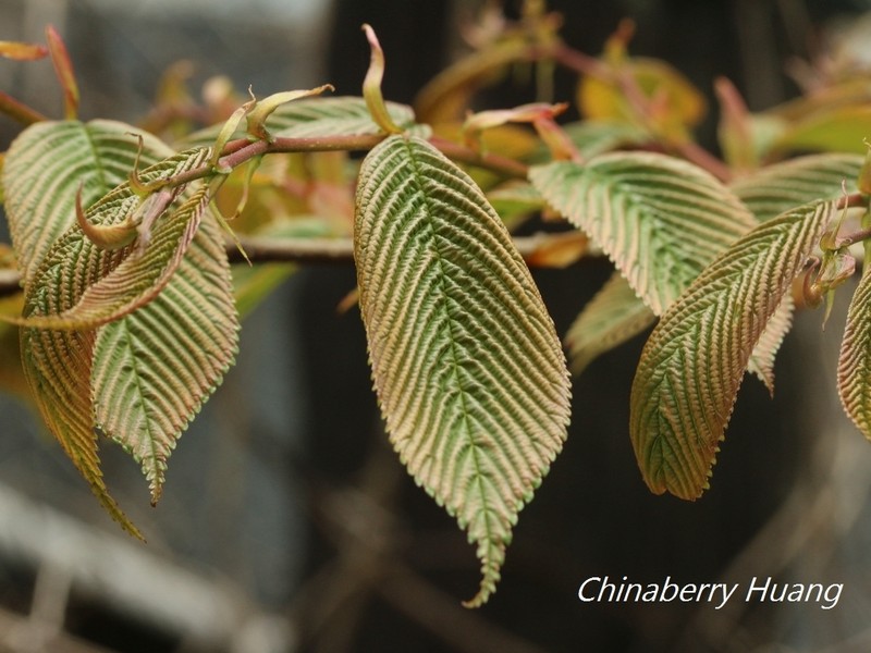 Ulmus uyematsui photo 5