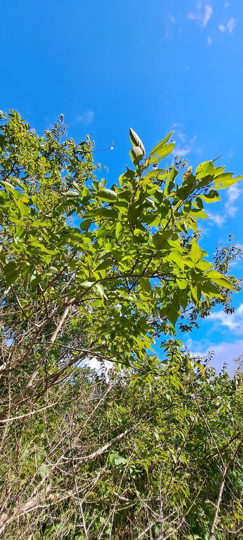 Ulmus uyematsui photo 6