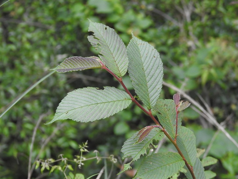 Ulmus uyematsui photo 7