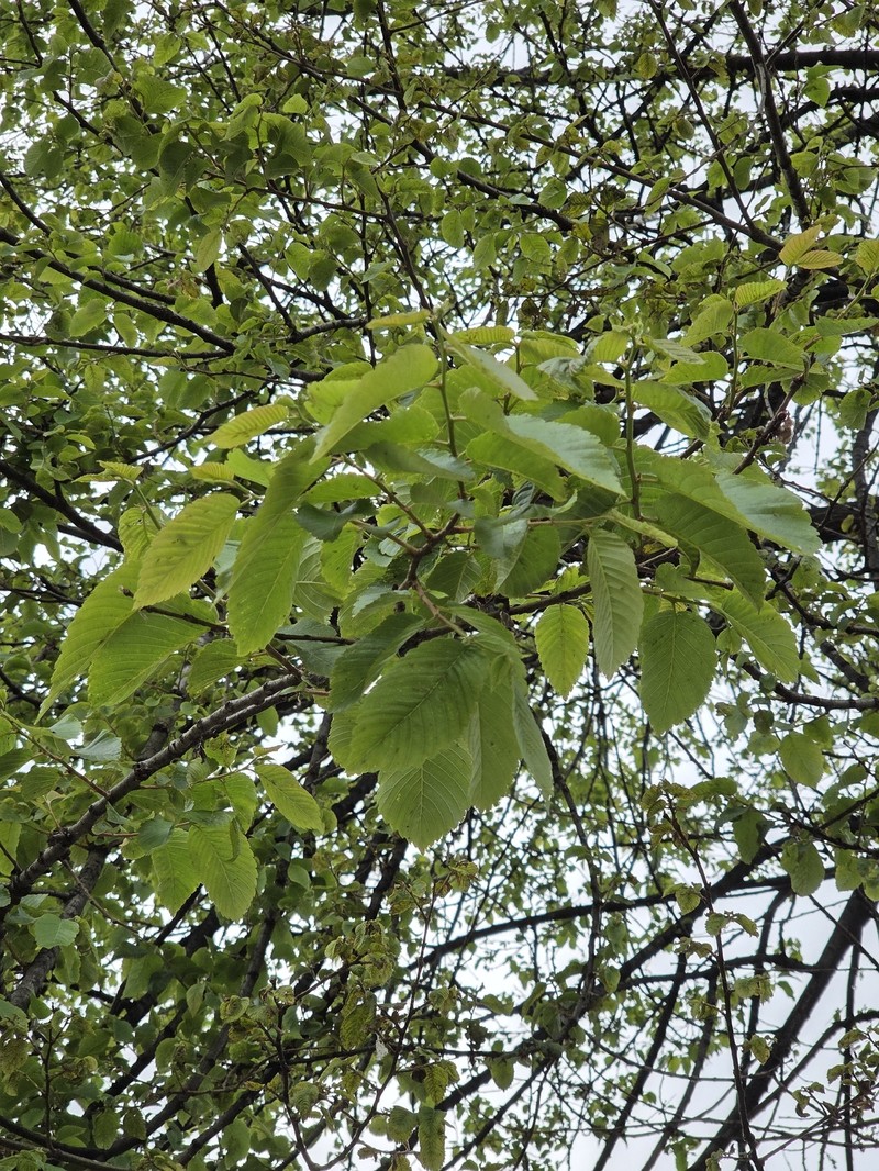 Cherry-Bark Elm photo 5
