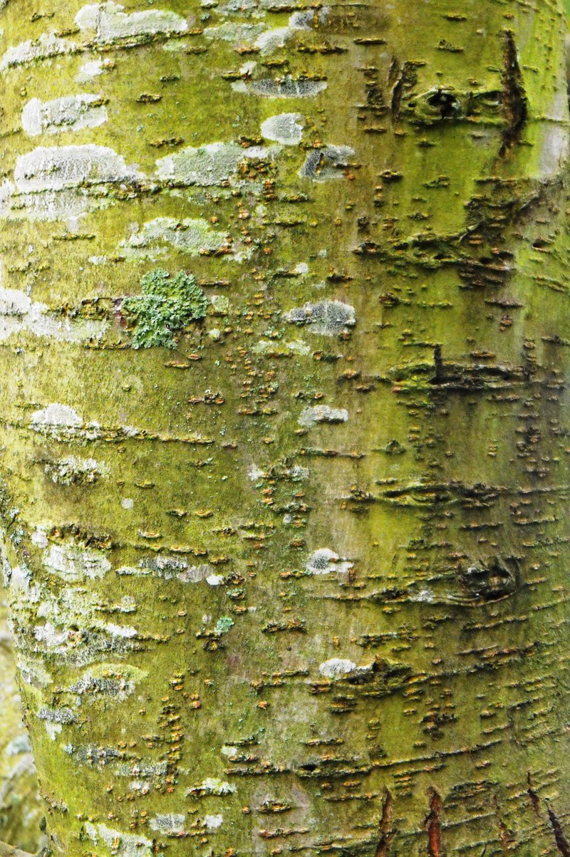 Cherry-Bark Elm photo 3