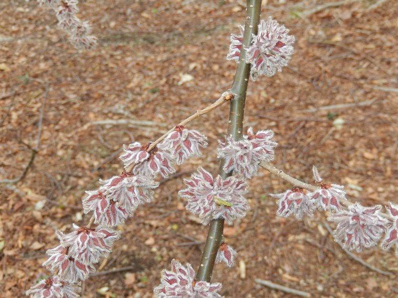 Cherry-Bark Elm photo 2