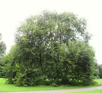 Cherry-Bark Elm