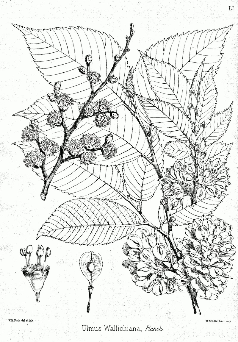 Ulmus wallichiana photo 2