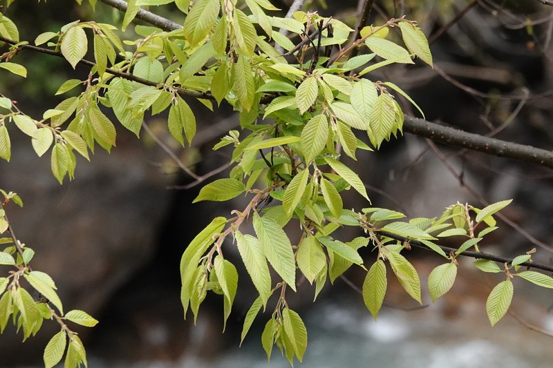 Ulmus wallichiana photo 3