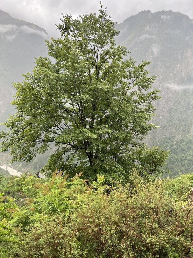Ulmus wallichiana photo 4