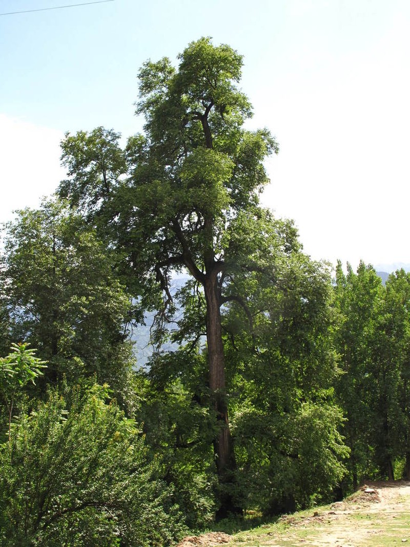 Ulmus wallichiana photo 6