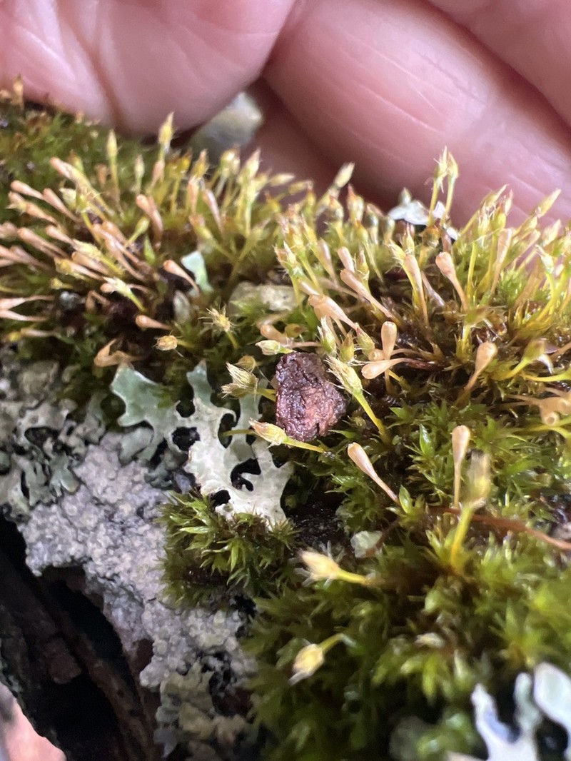 Ulota Moss