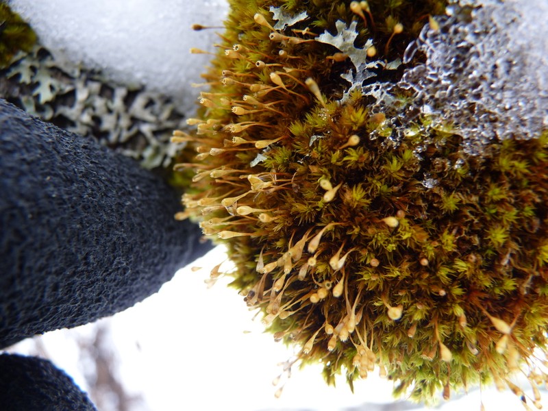 Ulota Moss photo 2