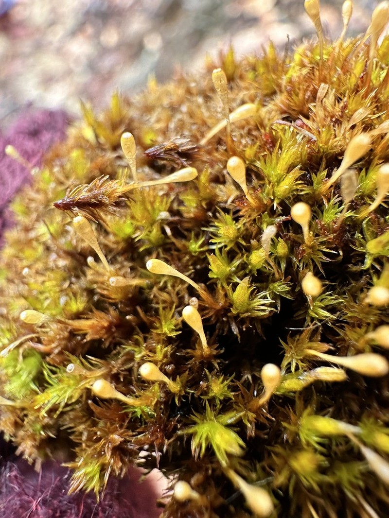 Ulota Moss photo 3