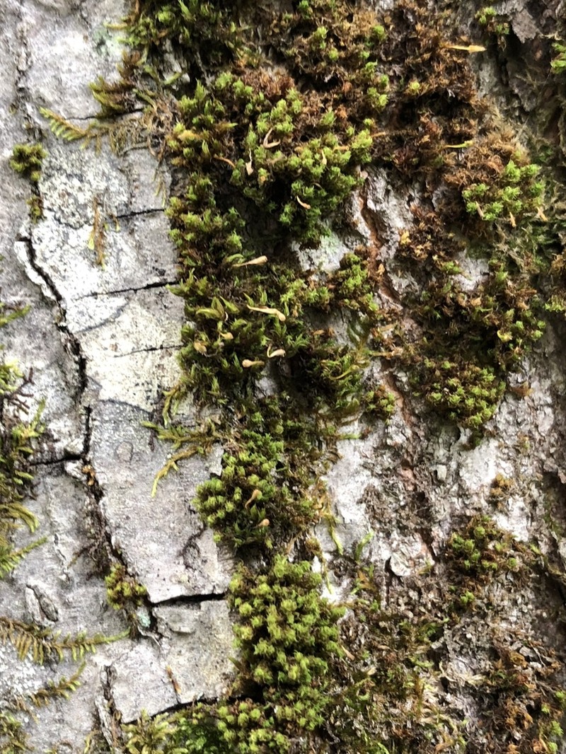 Ulota Moss photo 4