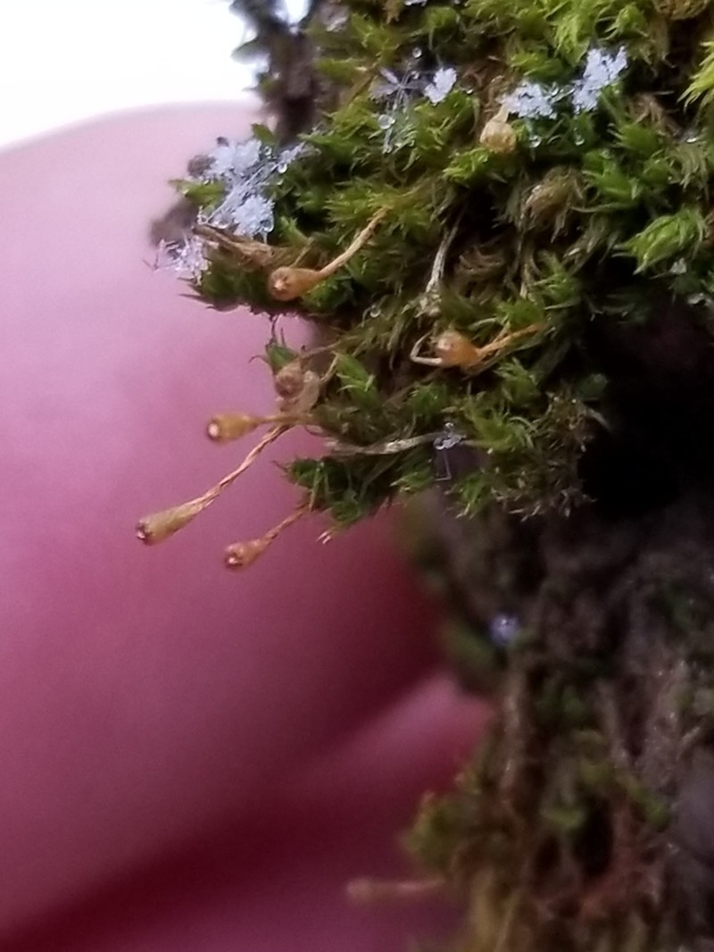 Ulota Moss photo 5