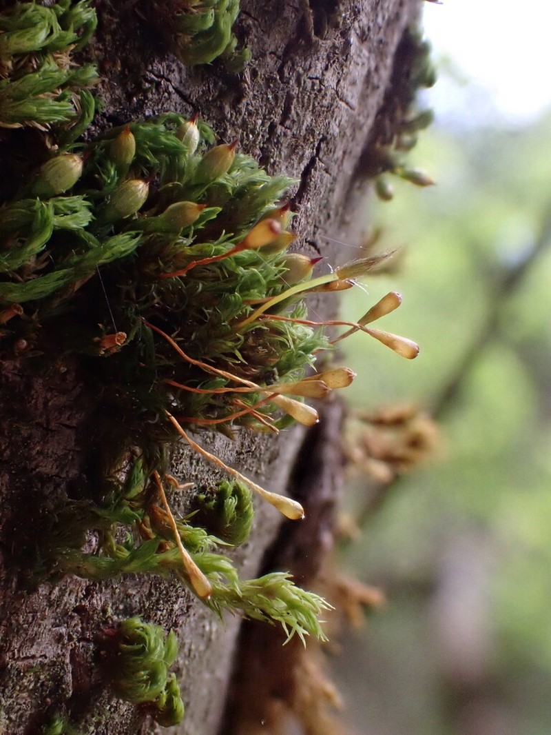 Ulota Moss photo 6