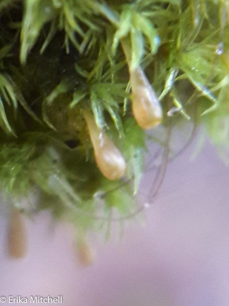 Ulota Moss photo 7