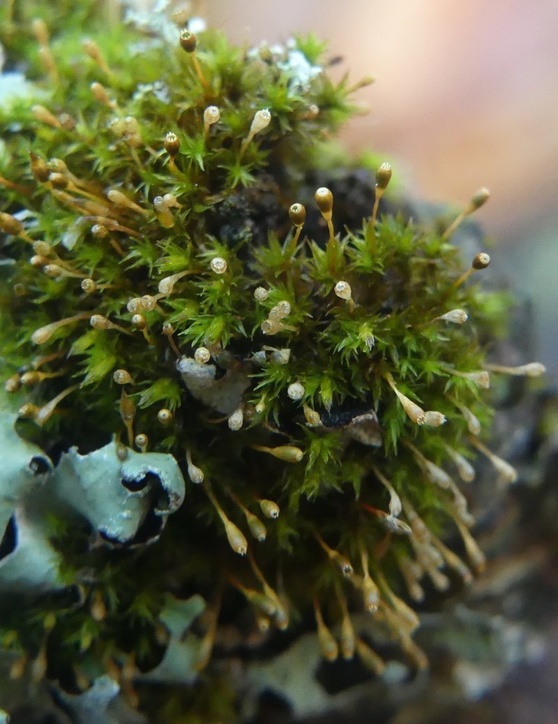 Ulota Moss photo 8