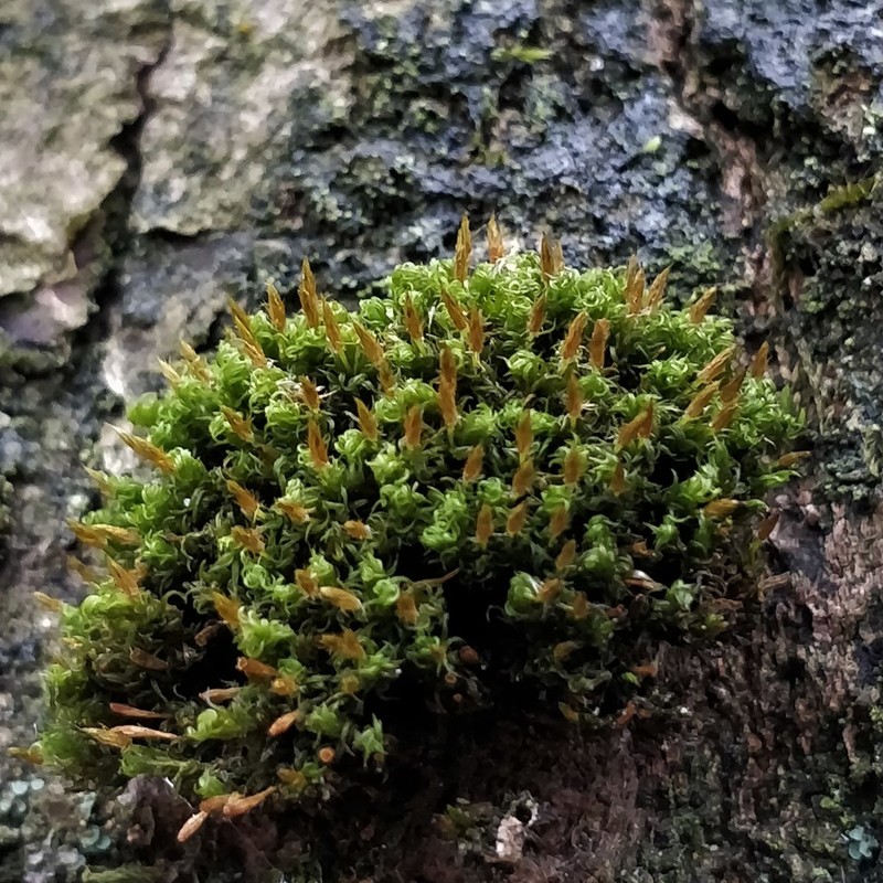 Ulota Moss photo 2