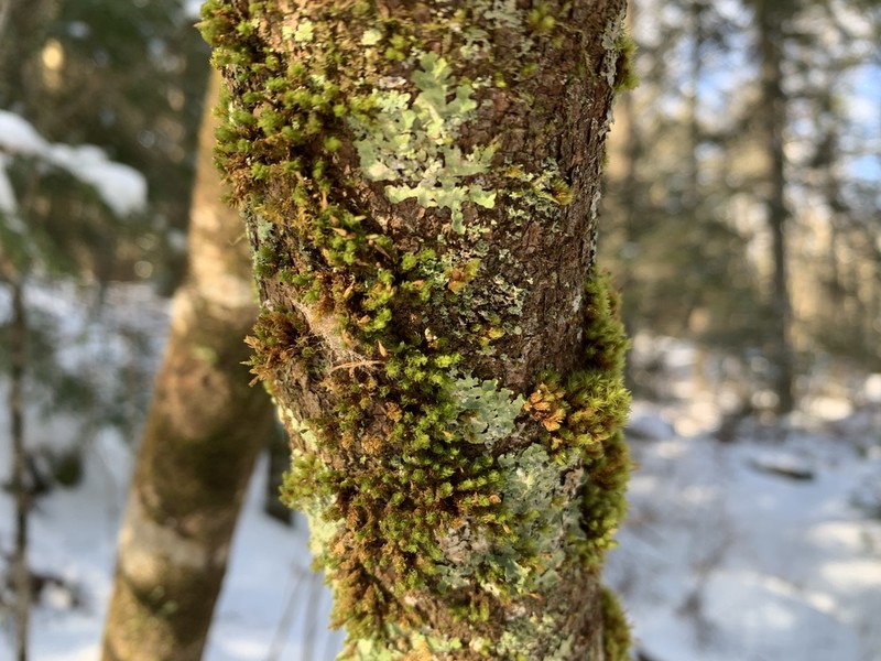 Ulota Moss photo 3