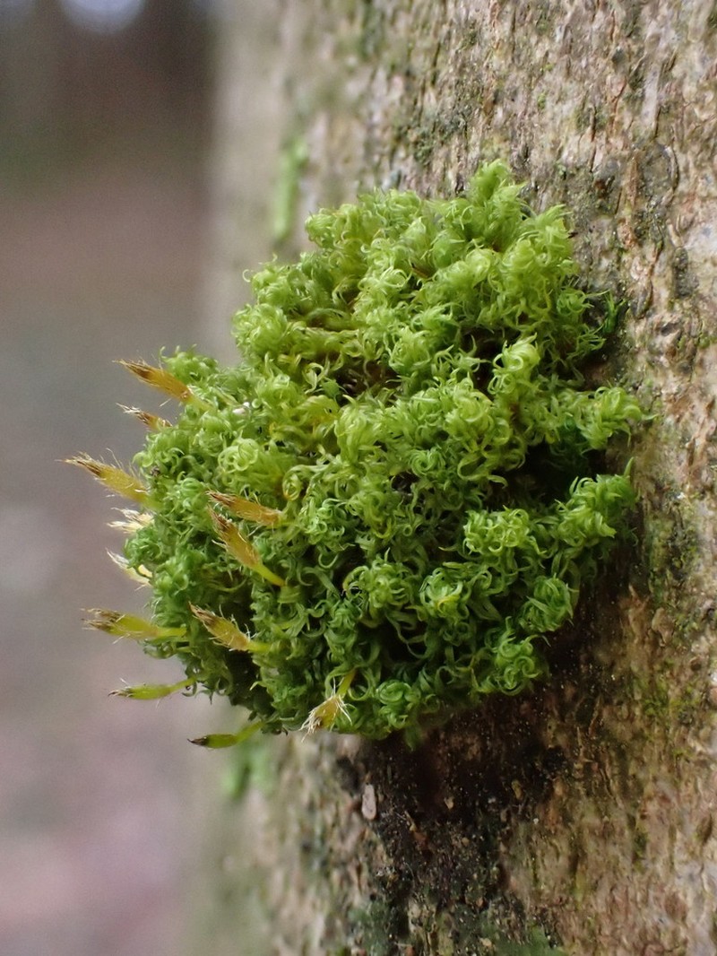 Ulota Moss photo 4