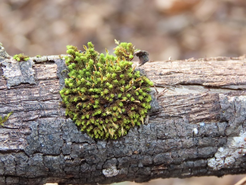 Ulota Moss photo 5