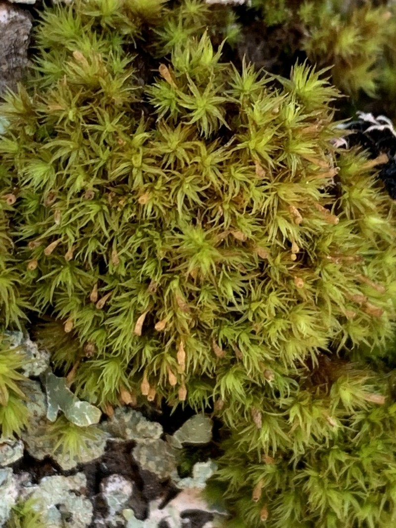 Ulota Moss photo 6