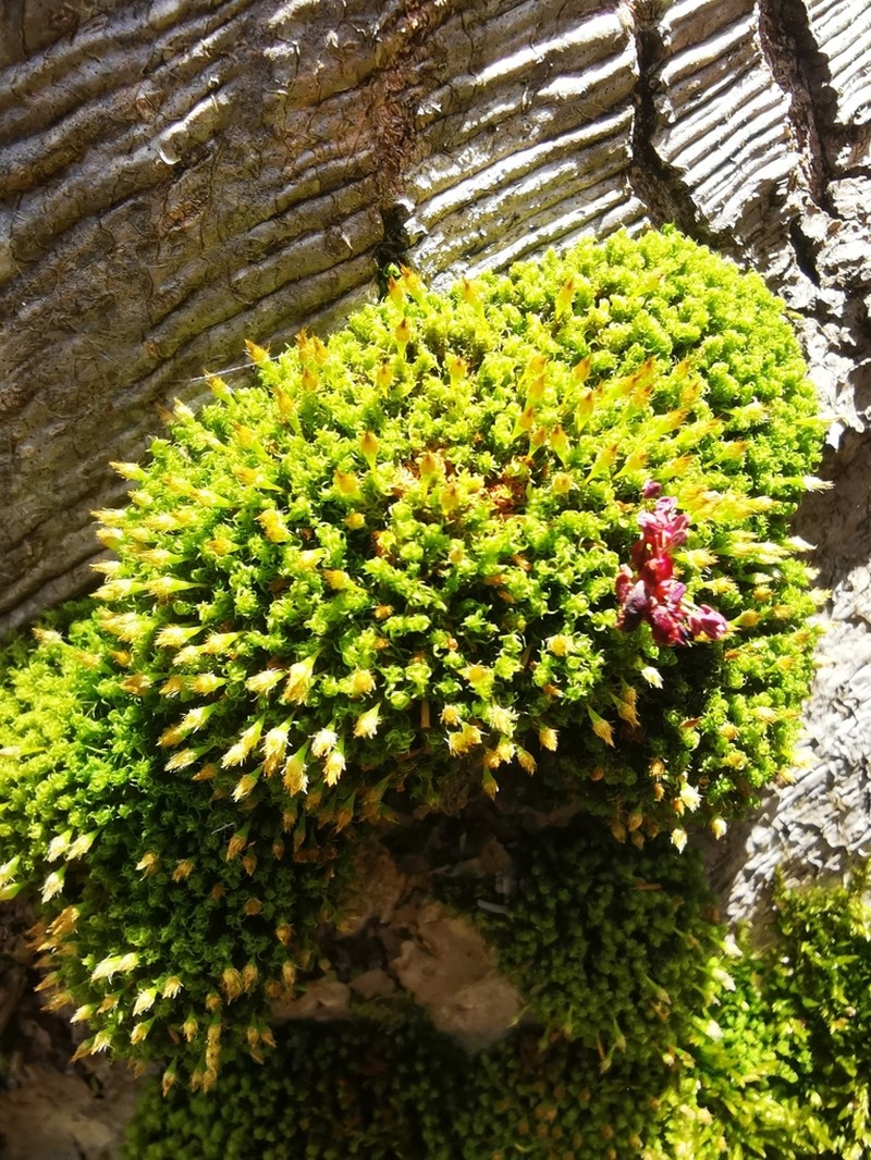 Ulota Moss photo 7