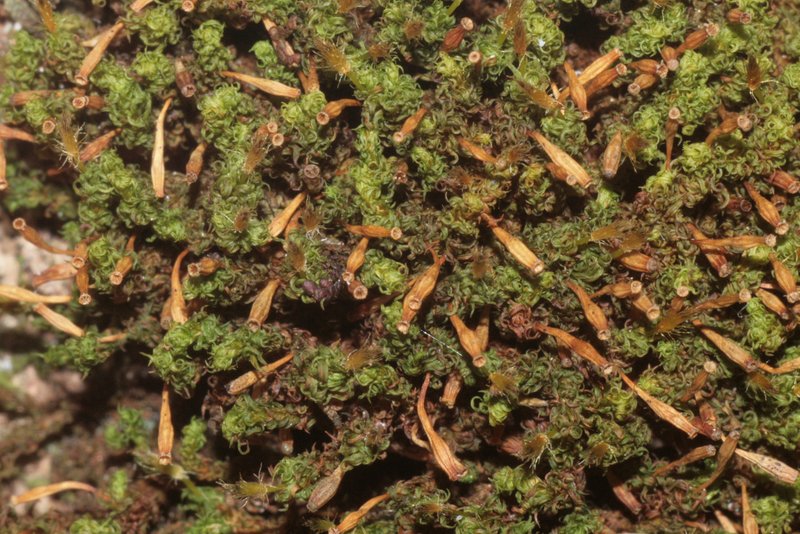Ulota Moss