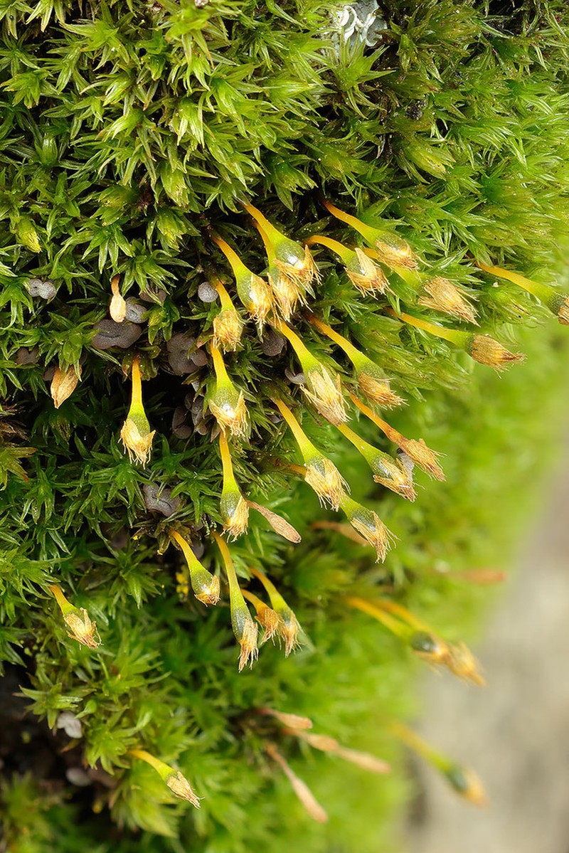 Drummond's Ulota Moss