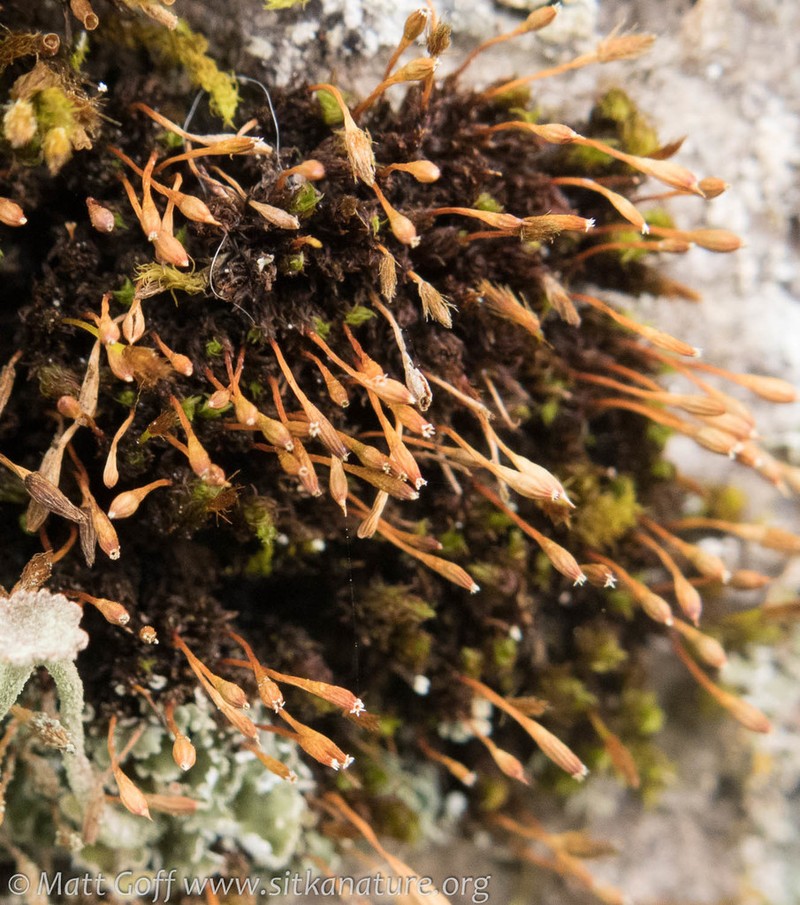 Drummond's Ulota Moss photo 2