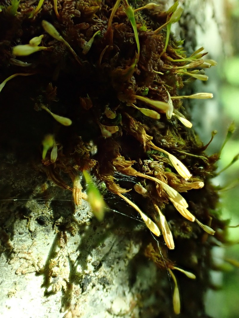 Drummond's Ulota Moss photo 3