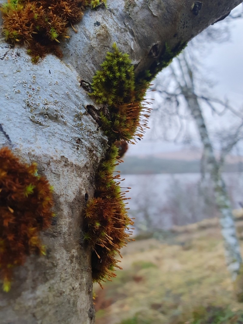 Drummond's Ulota Moss photo 4