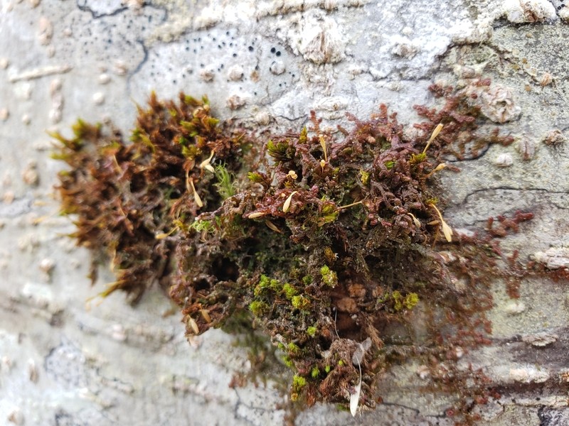 Drummond's Ulota Moss photo 5
