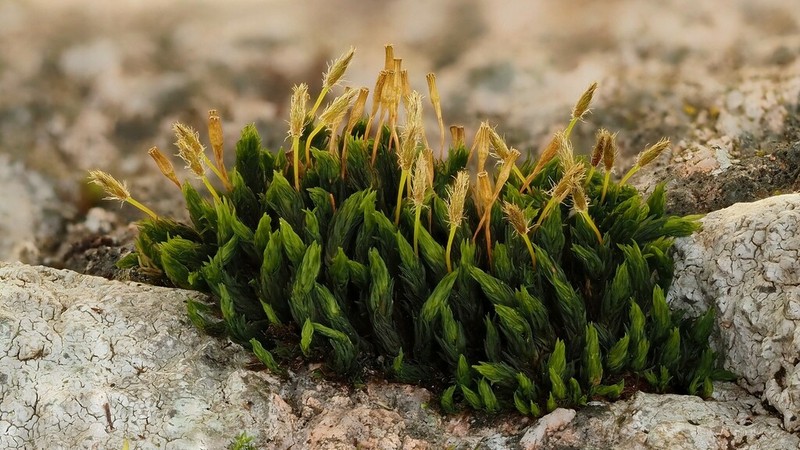 Hutchins' Ulota Moss
