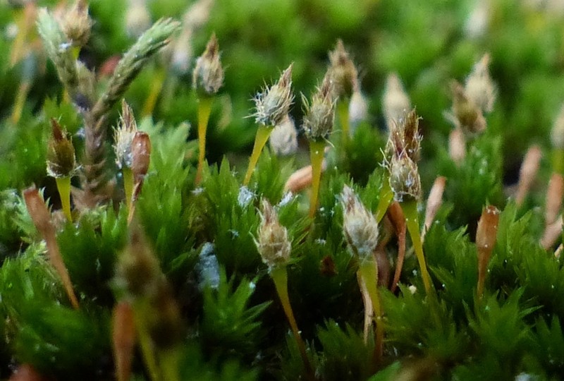 Hutchins' Ulota Moss photo 2
