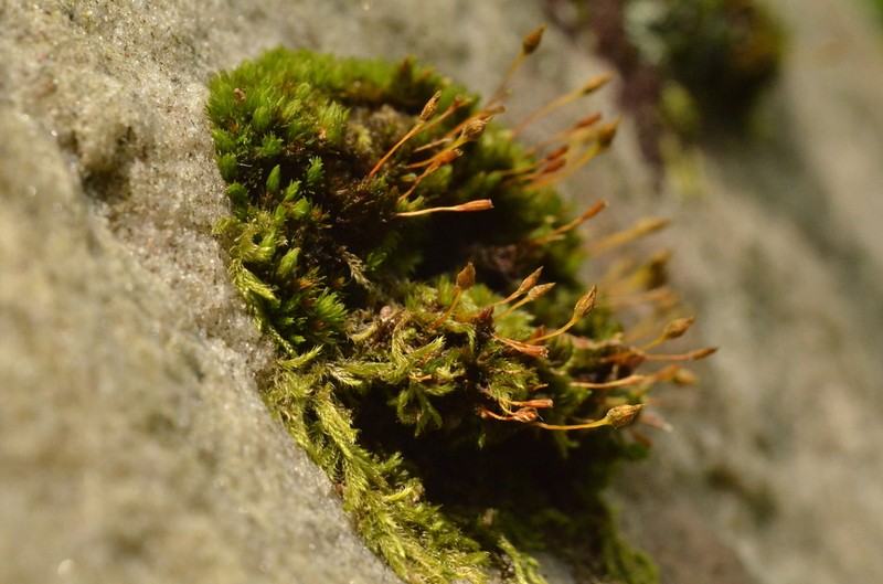 Hutchins' Ulota Moss photo 3