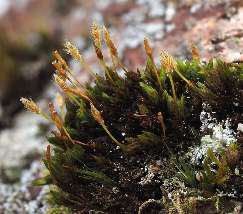 Hutchins' Ulota Moss photo 4