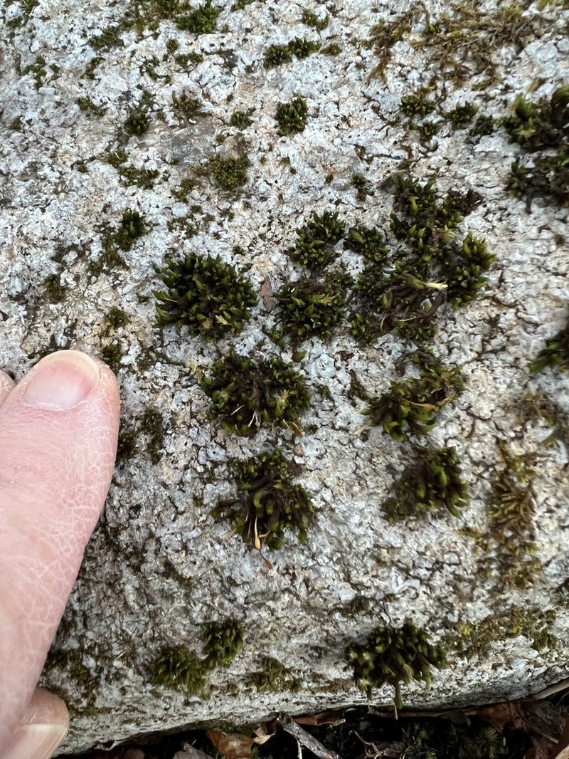 Hutchins' Ulota Moss photo 5
