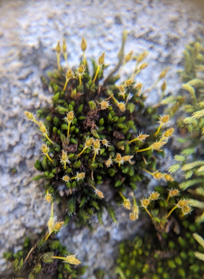 Hutchins' Ulota Moss photo 6