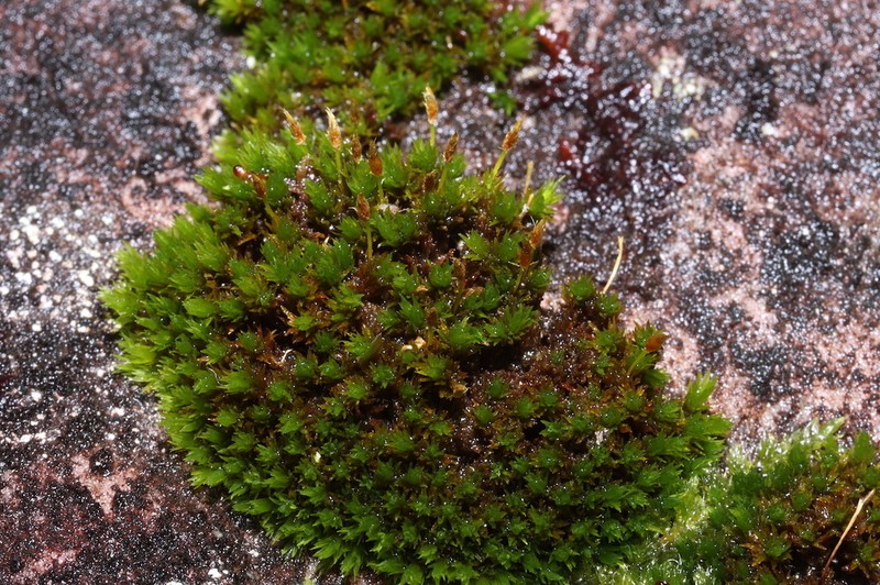 Hutchins' Ulota Moss photo 7
