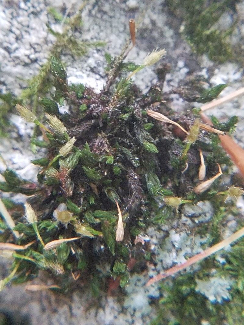 Hutchins' Ulota Moss photo 8