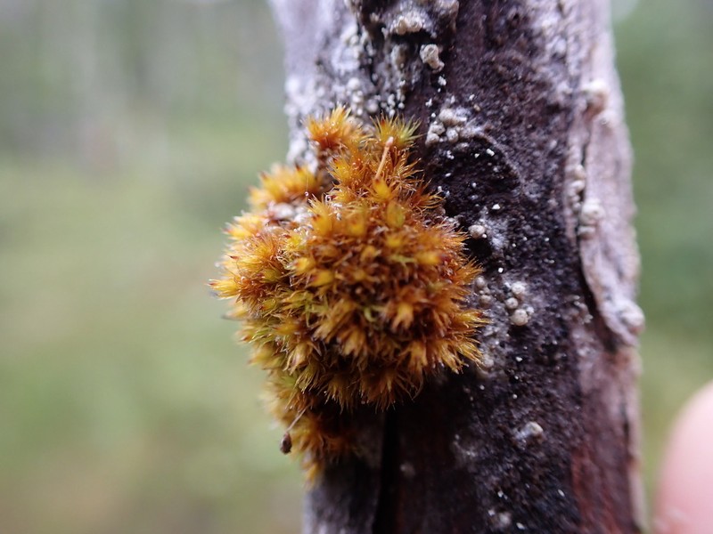 Largespore Ulota Moss