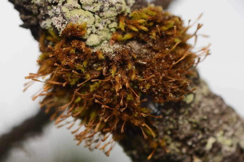 Largespore Ulota Moss photo 2