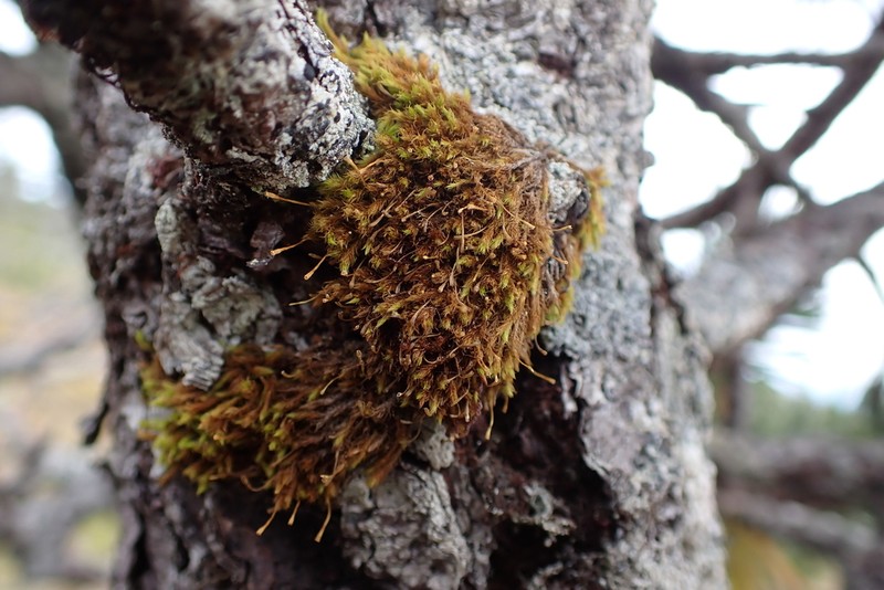 Largespore Ulota Moss photo 3
