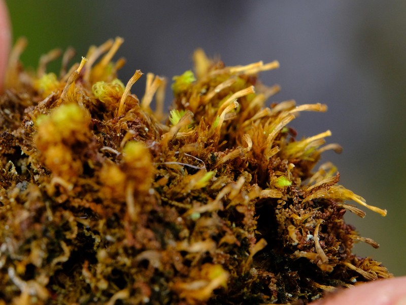Largespore Ulota Moss photo 4