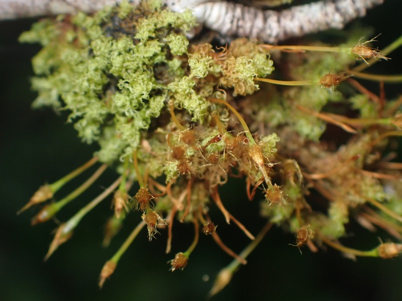 Ulota Moss photo 3