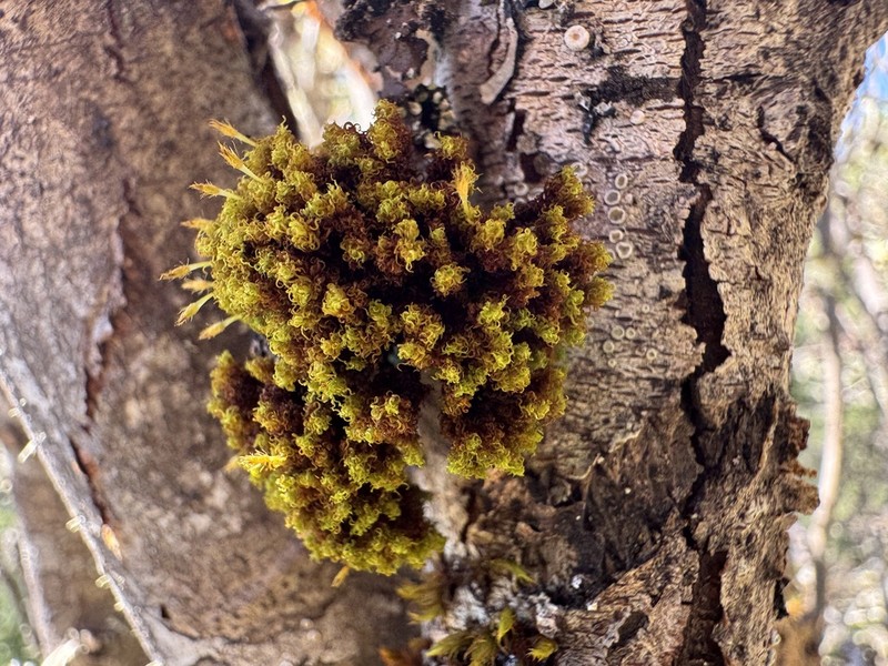 Ulota Moss photo 4