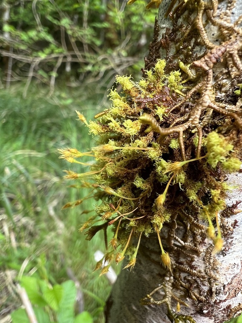 Ulota Moss photo 5