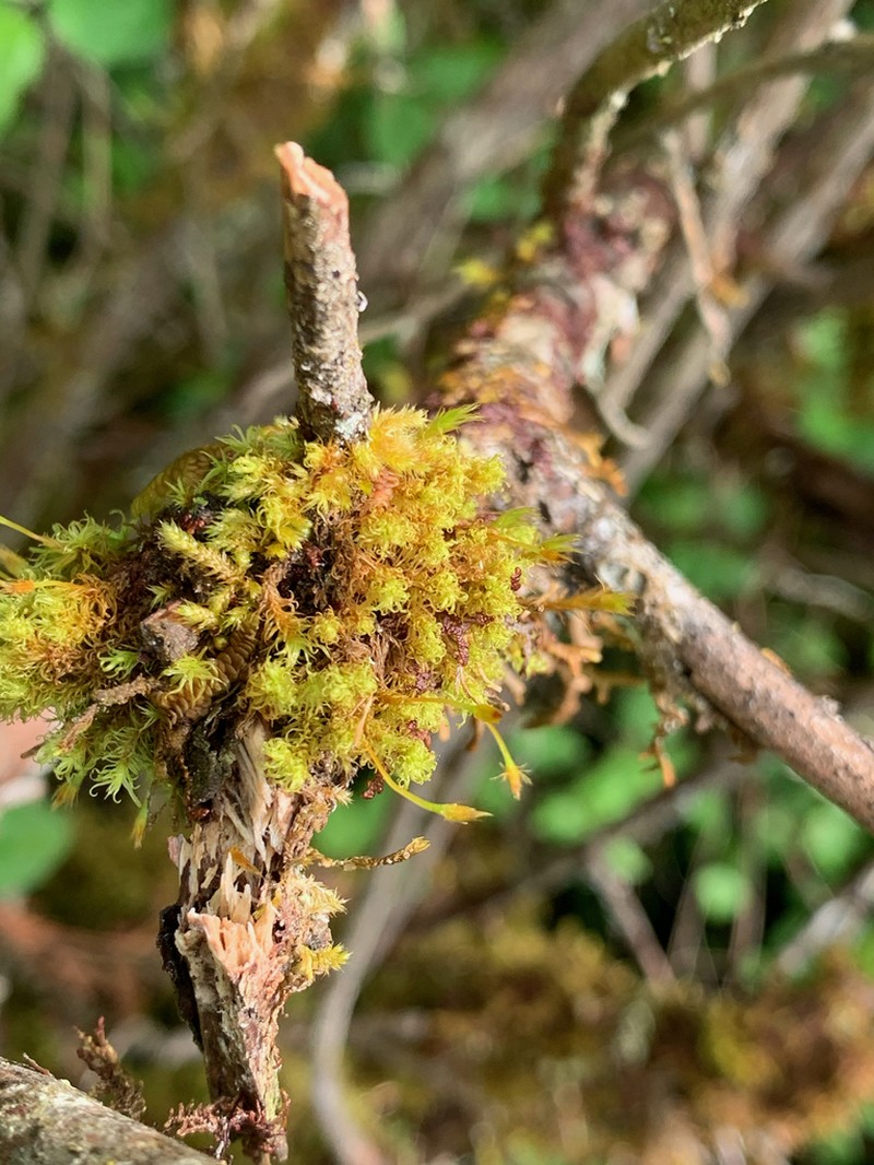 Ulota Moss photo 6